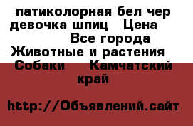 патиколорная бел/чер девочка шпиц › Цена ­ 15 000 - Все города Животные и растения » Собаки   . Камчатский край